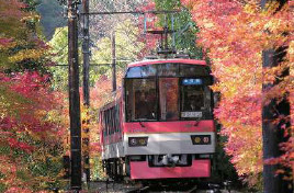 Autumn maple